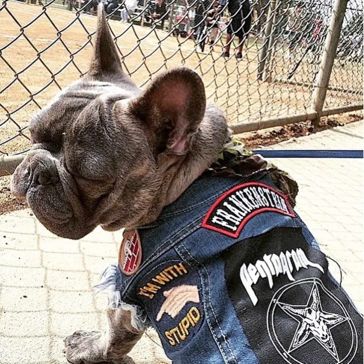 Custom Patched Dog Battle Jacket