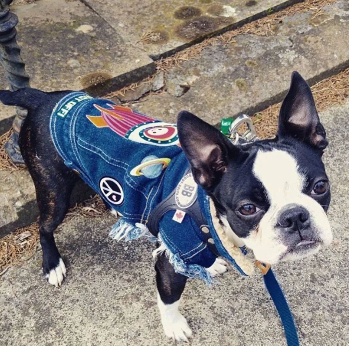 Custom Patched Dog Battle Jacket